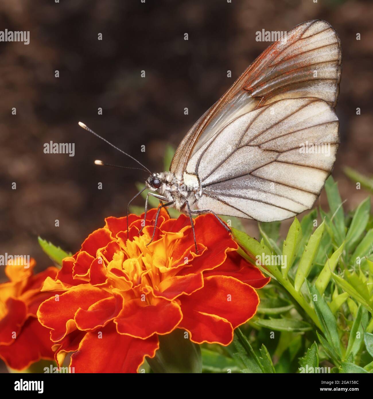 Una mariposa de repollo se alimenta del néctar de una flor de marigold