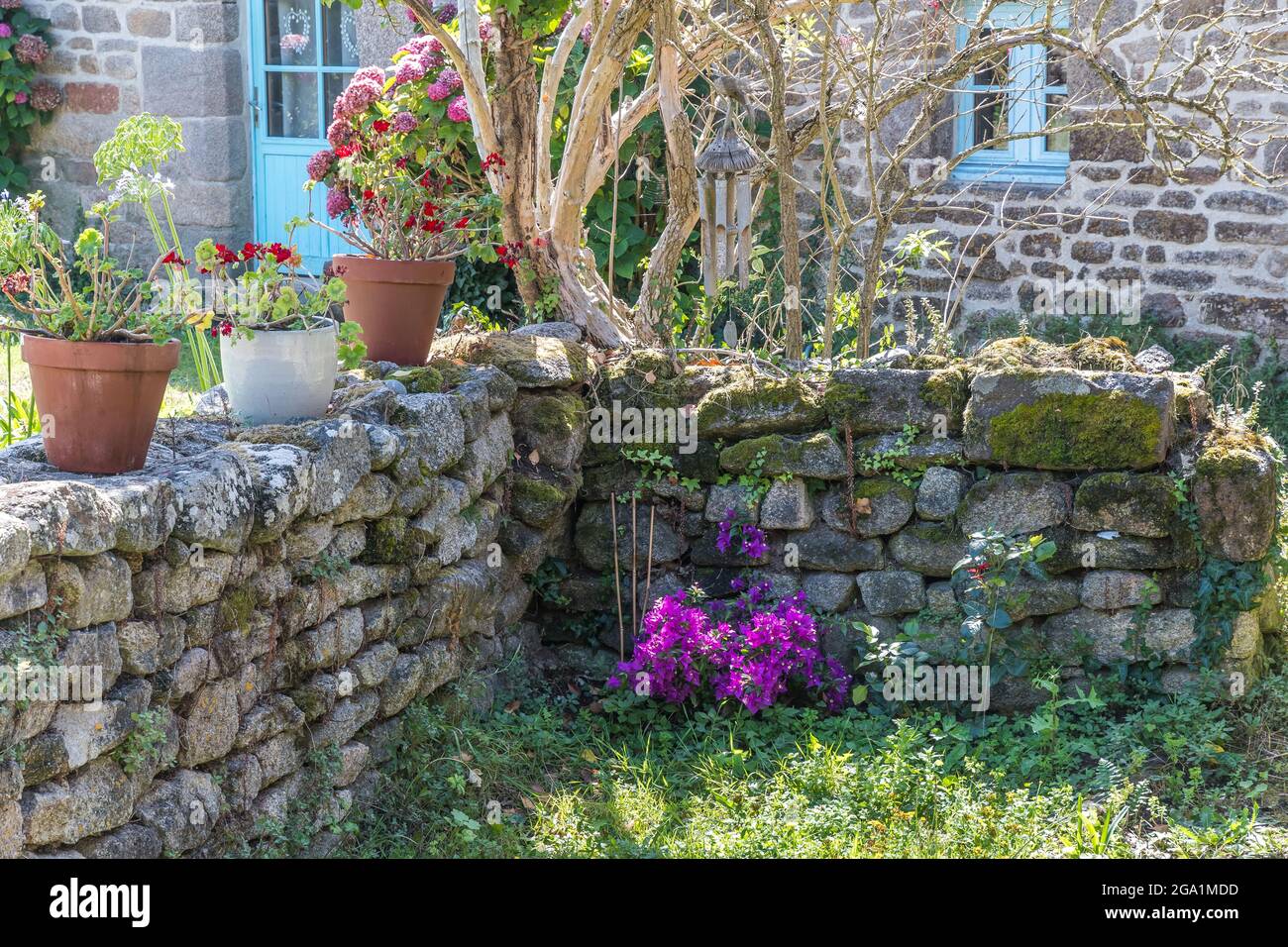 Pared de piedra natural con plantas de jardín en macetas en jardín natural  Fotografía de stock - Alamy