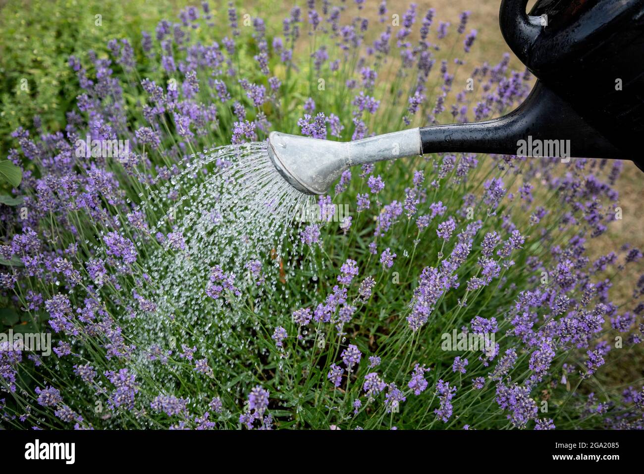 burlarse de Excelente profesional Riego flores de lavanda en el jardín con una regadera. Foto: Christine  Olsson / TT / Kod 10430 Fotografía de stock - Alamy