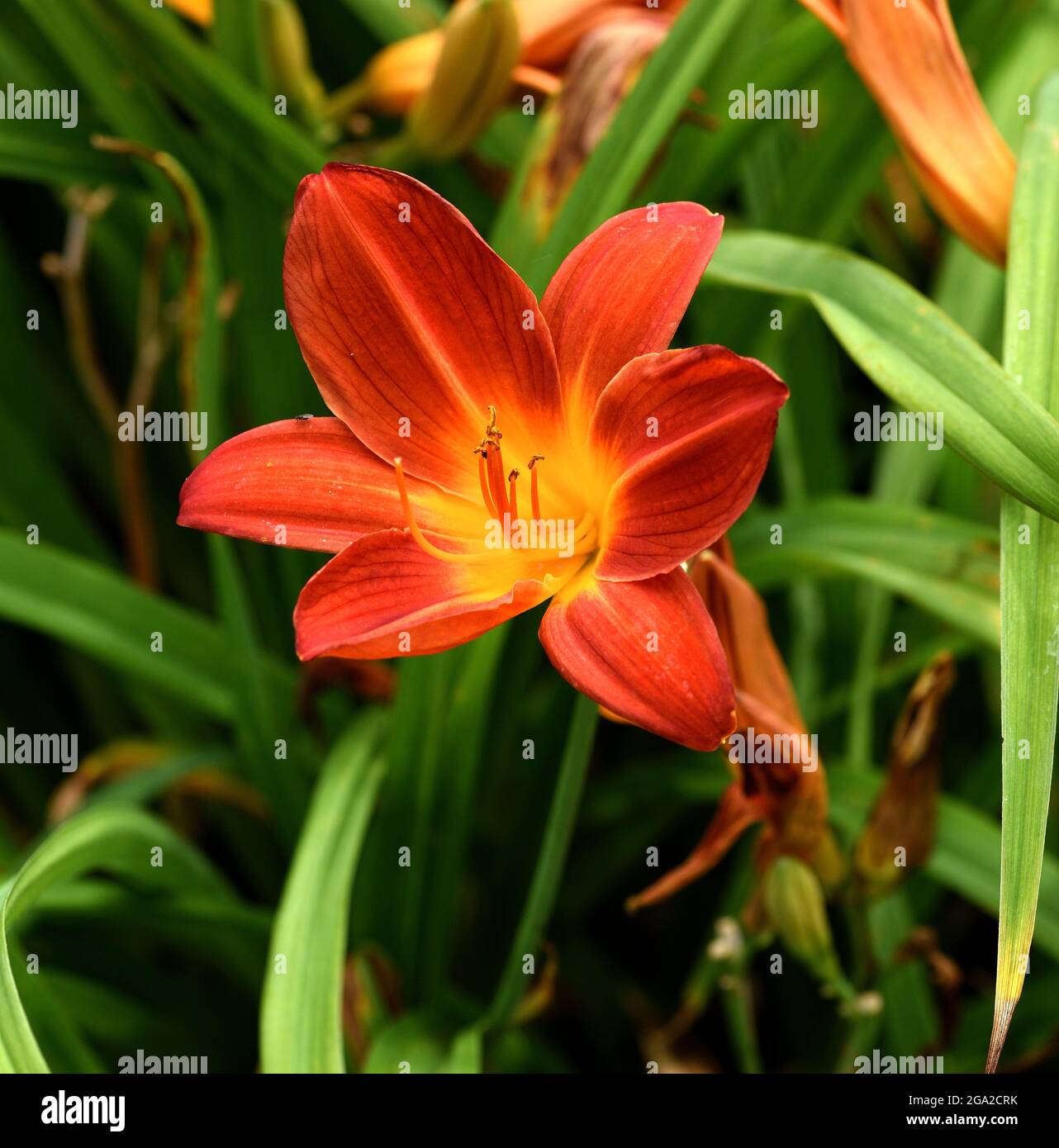 Una sola flor naranja de Hemerocallis Buzz Bomb. Foto de stock