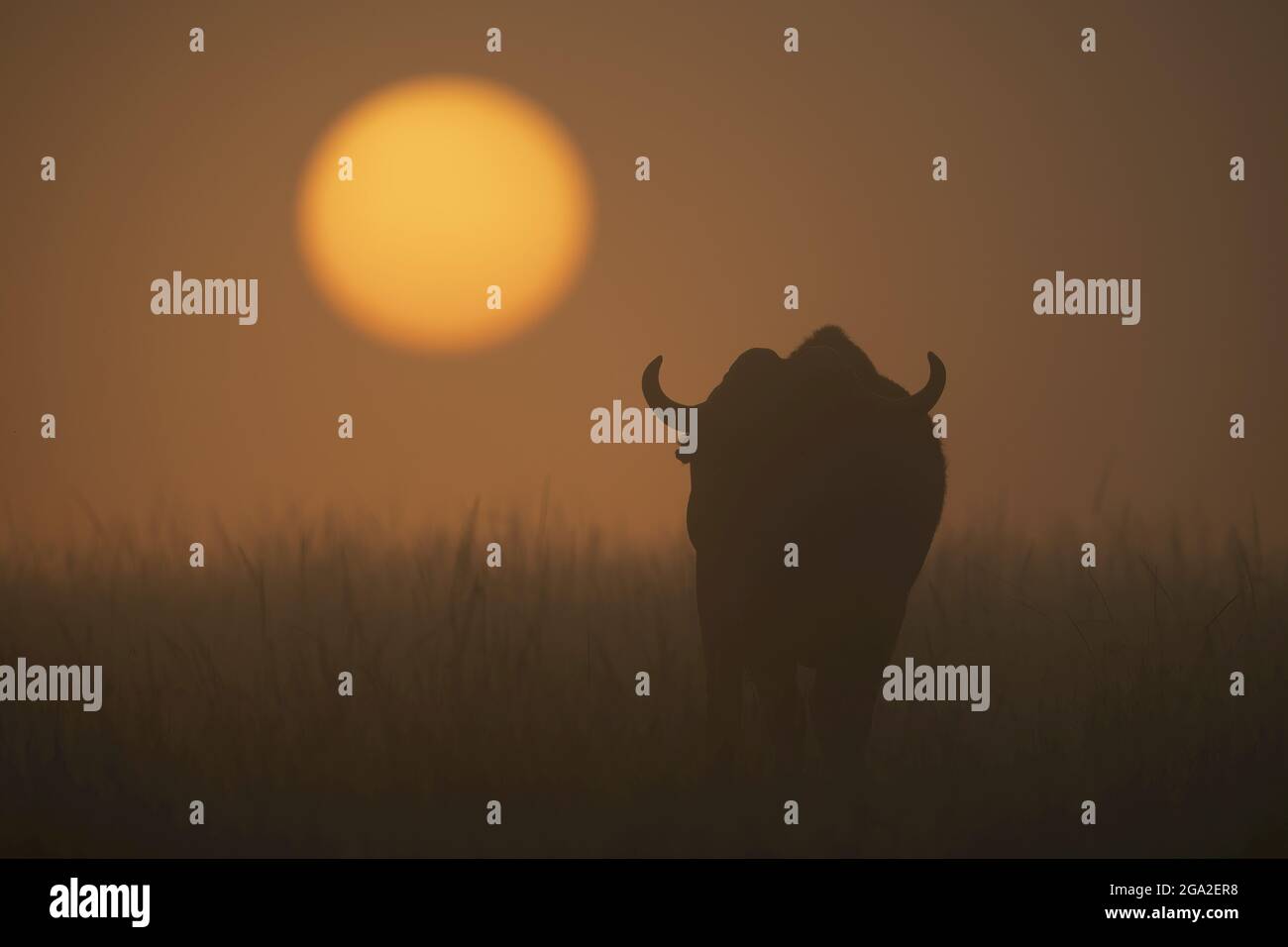 Un búfalo de cabo (Syncerus caffer) camina a través de la hierba larga hacia el sol naciente. Sus dos cuernos curvos destacan en silueta en la niebla, Kichech... Foto de stock
