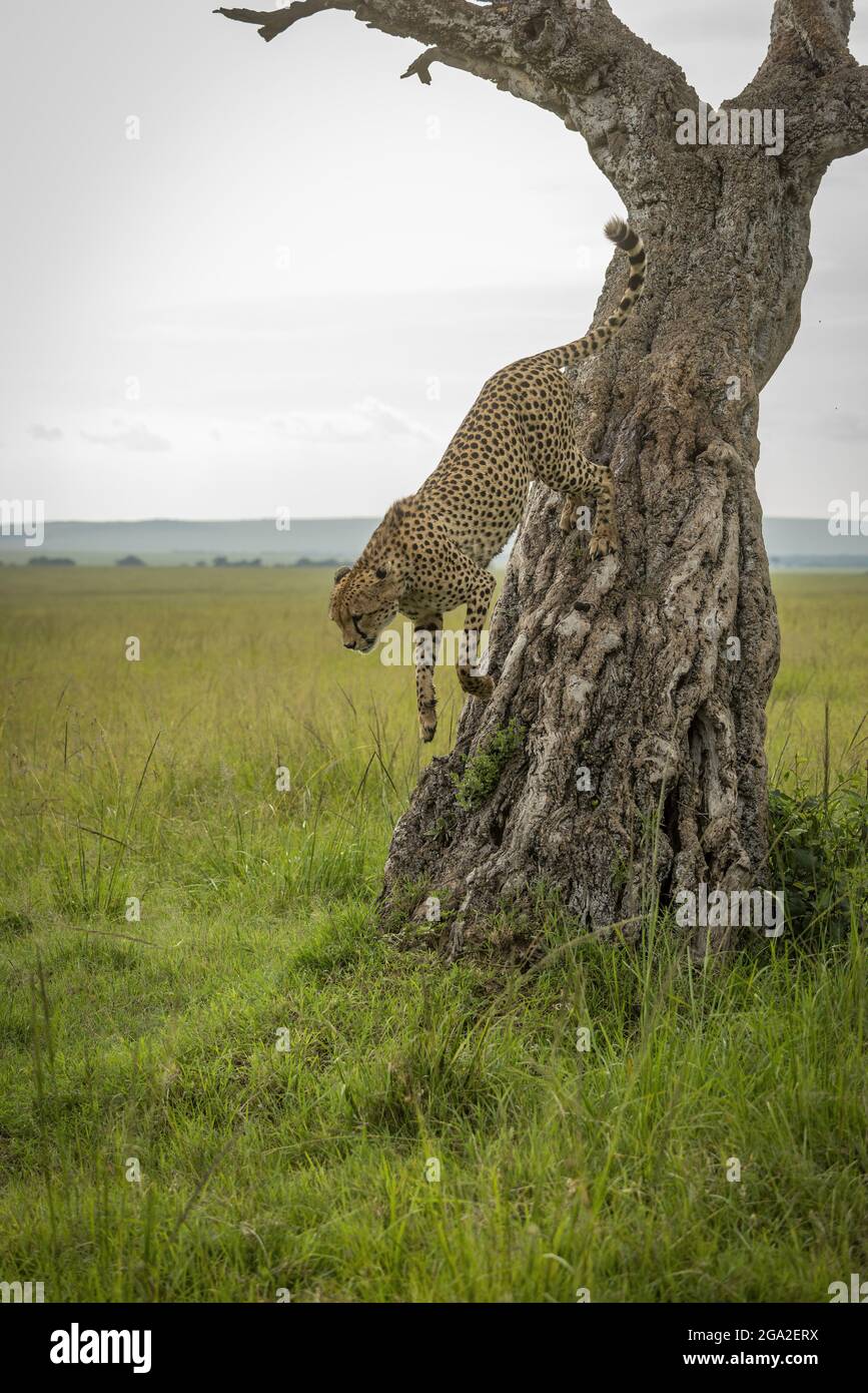 Cheetah (Acinonyx jubatus) salta desde el árbol en la pradera, Reserva Nacional Maasai Mara; Narok, Masai Mara, Kenia Foto de stock