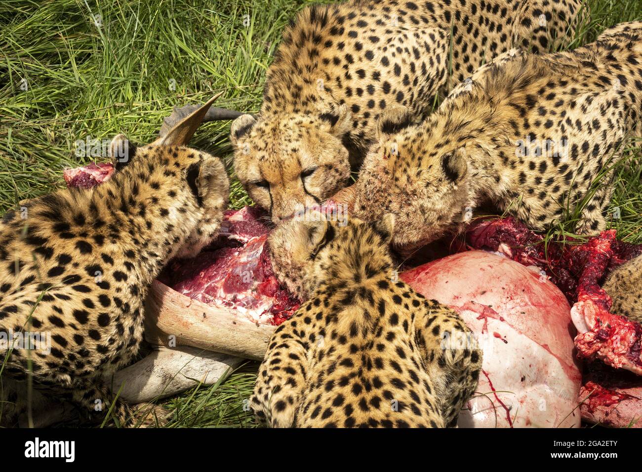 Cuatro guepardos (Acinonyx jubatus) comiendo matar, Kicheche Bush Camp en la Reserva Nacional Maasai Mara; Narok, Masai Mara, Kenia Foto de stock