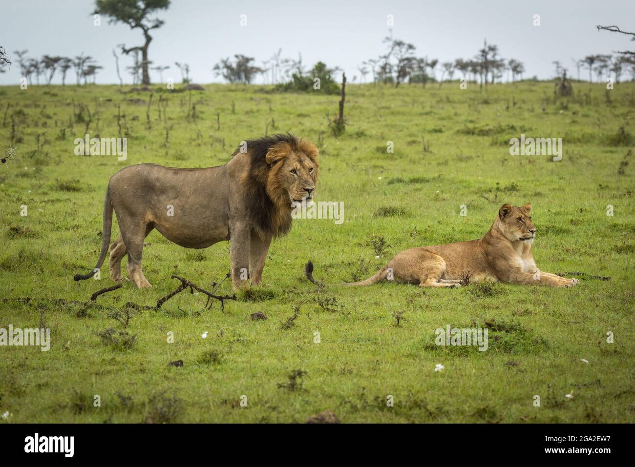 El león masculino (Panthera leo leo) está junto a una leona acostada, Reserva Nacional Maasai Mara; Narok, Masai Mara, Kenia Foto de stock
