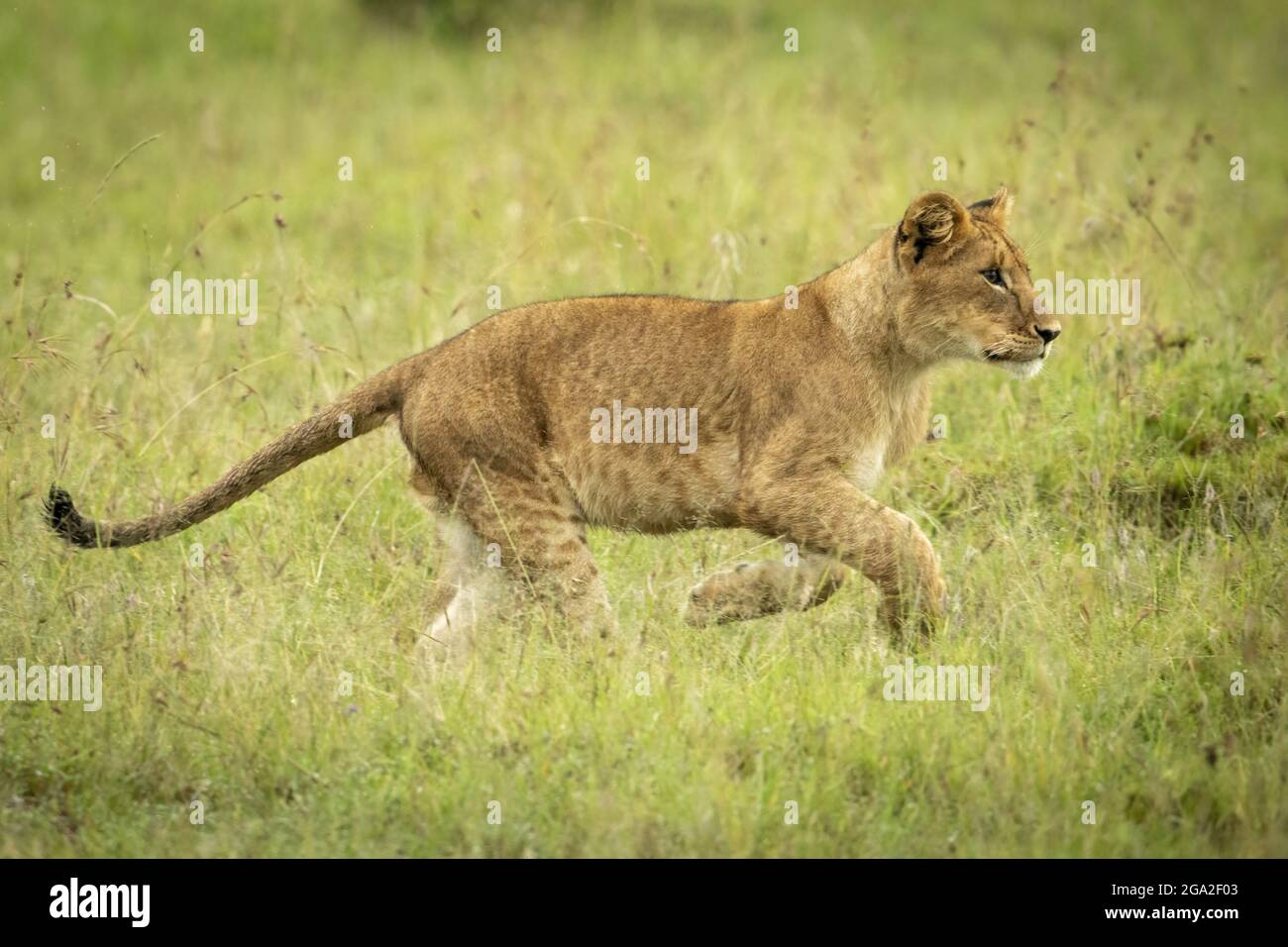 Cachorro de león (Panther leo leo) salta a través de las patas de elevación de pasto, Reserva Nacional Maasai Mara; Narok, Masai Mara, Kenia Foto de stock