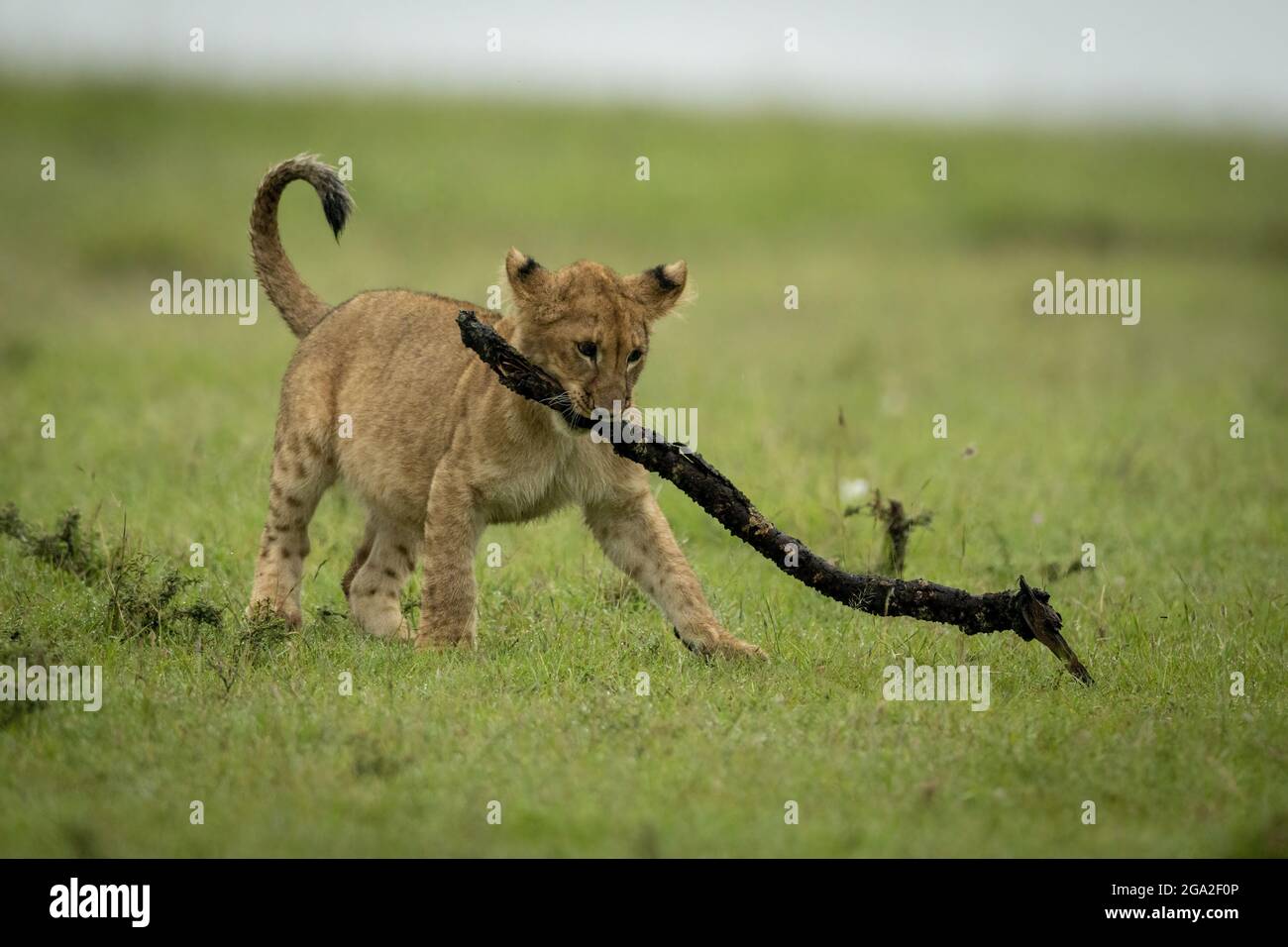 El cachorro de león (Panther leo leo) cruza el palo de transporte de praderas planas, la Reserva Nacional Maasai Mara; Narok, Masai Mara, Kenia Foto de stock