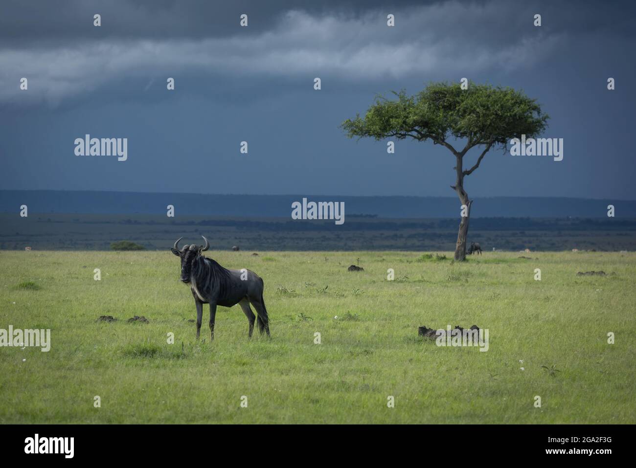 El ñus azul (Connochaetes taurinus) está cerca de la acacia durante la tormenta, la Reserva Nacional Maasai Mara; Narok, Masai Mara, Kenia Foto de stock