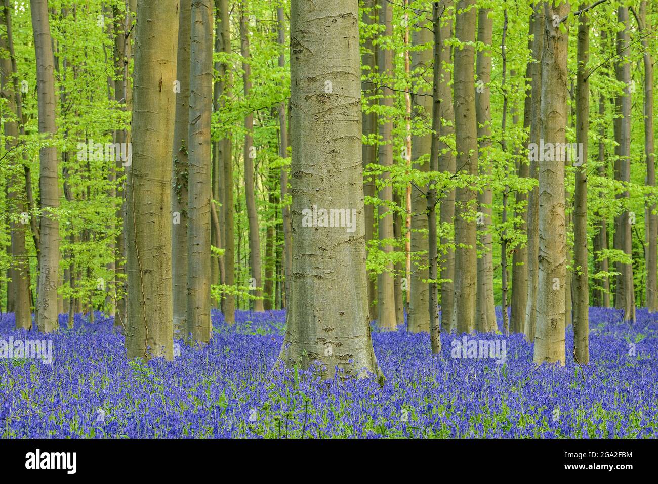 Flores de bluebell (Hyacintoides non-scripta) madera de haya alfombra de madera dura a principios de la primavera Foto de stock