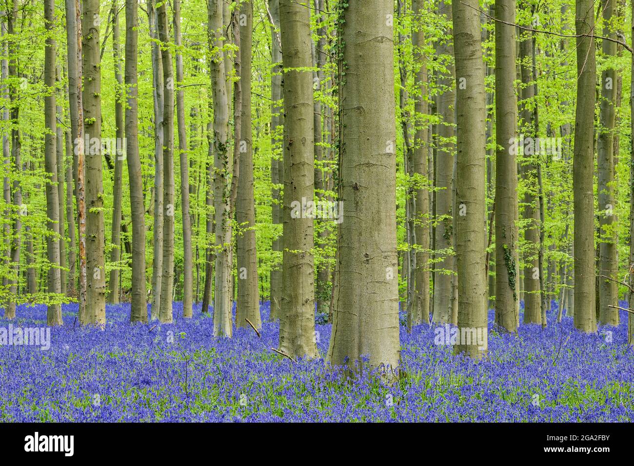 Flores de bluebell (Hyacintoides non-scripta) madera de haya alfombra de madera dura a principios de la primavera Foto de stock