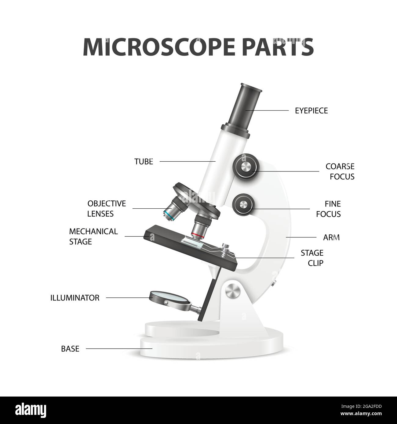 Partes del microscopio, Anatomía de la estructura. Microscopio de  laboratorio blanco realista Vector 3D aislado sobre blanco. Química,  herramienta de biología. Ciencia, Laboratorio Imagen Vector de stock - Alamy