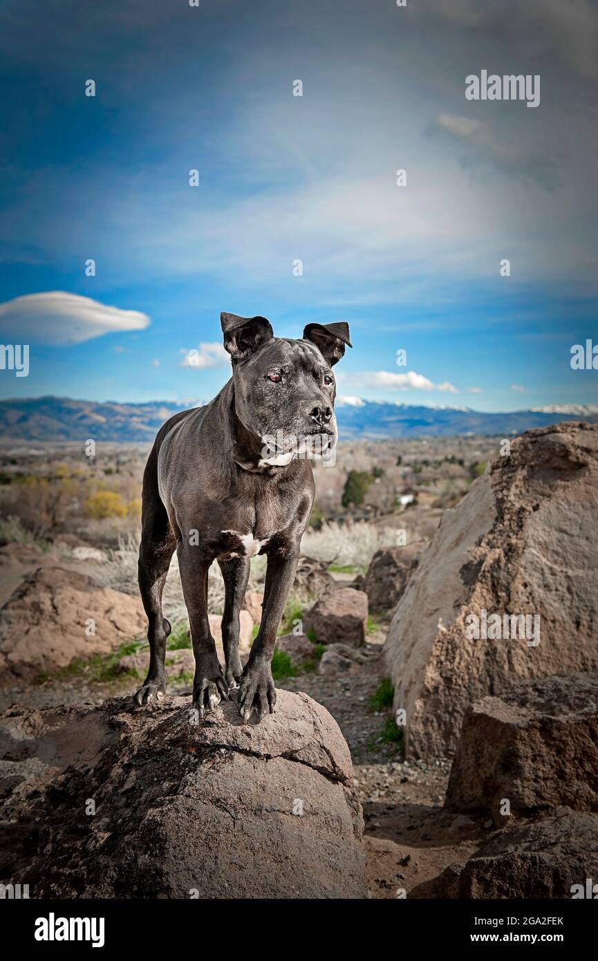 Gray Pitt Bull de pie sobre una roca en las montañas; Reno, Nevada, Estados Unidos de América Foto de stock
