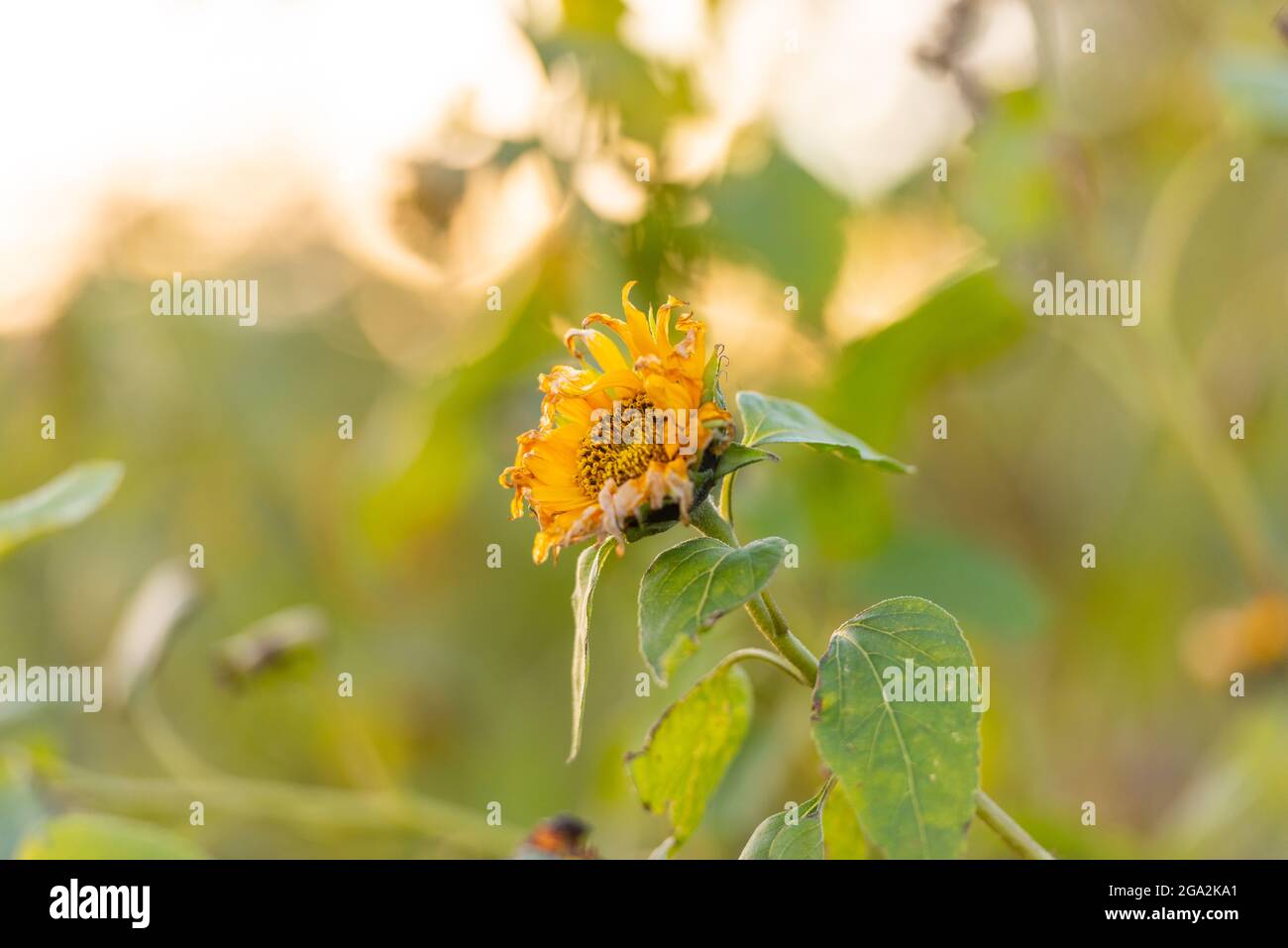 Girasol triste fotografías e imágenes de alta resolución - Alamy