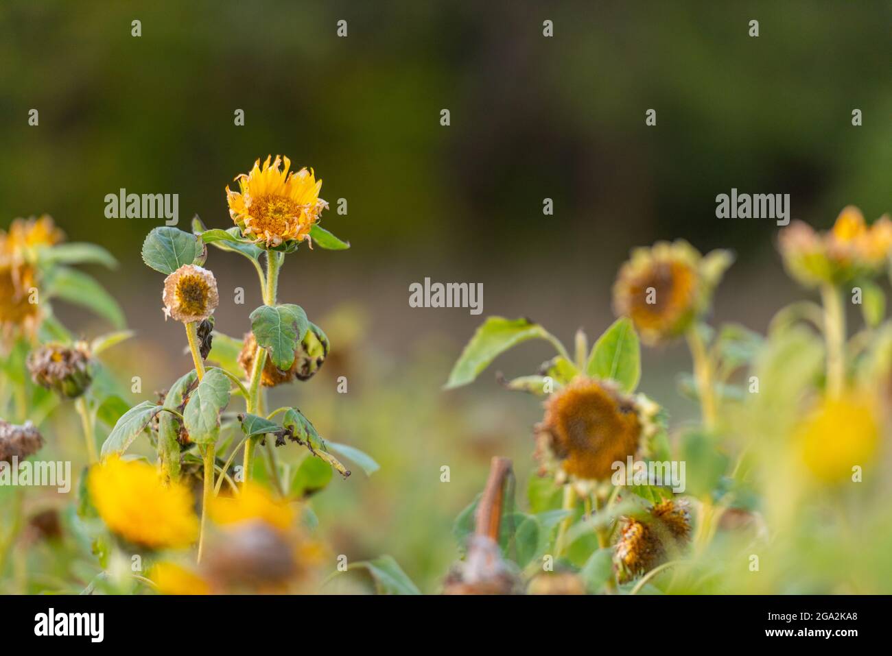 Tristes girasoles fotografías e imágenes de alta resolución - Alamy