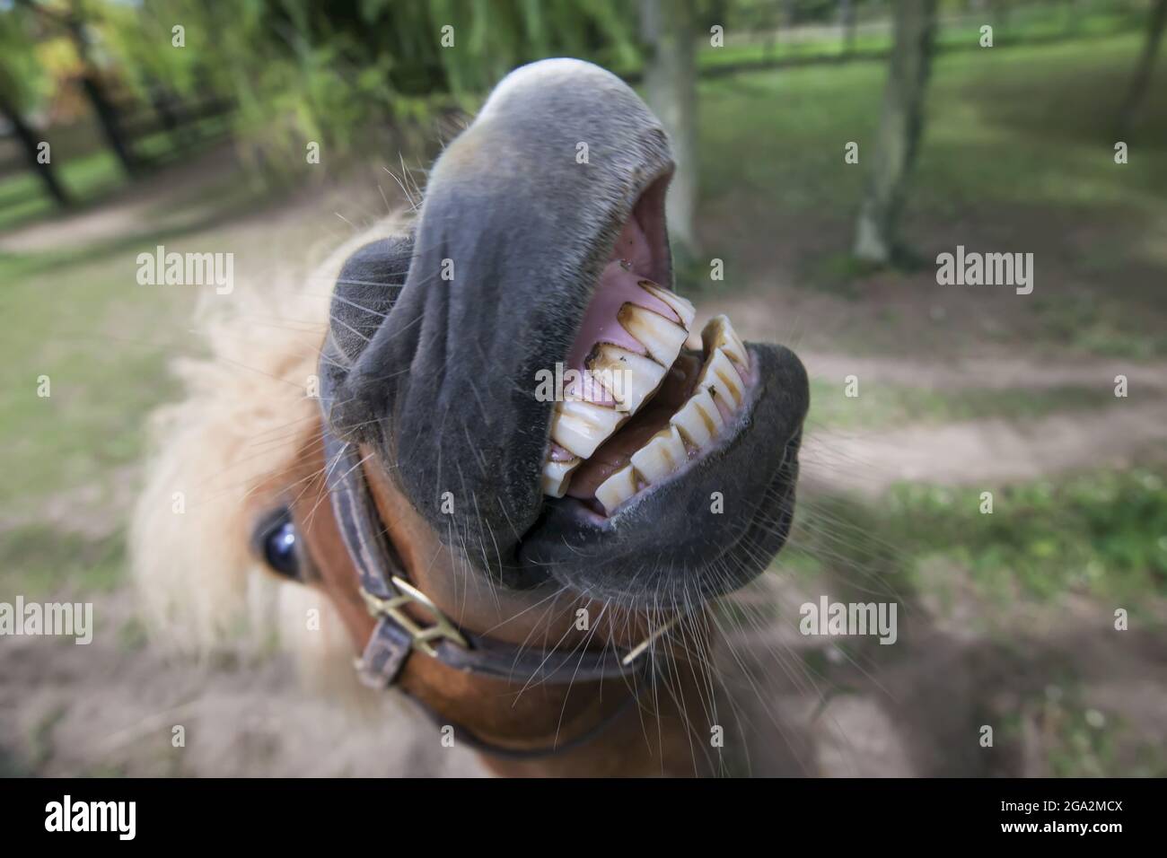 Primer plano de un caballo de Falabella llamado Homer, haciendo una cara divertida y mostrando sus dientes en el Irish National Stud; County Kildare, Irlanda Foto de stock