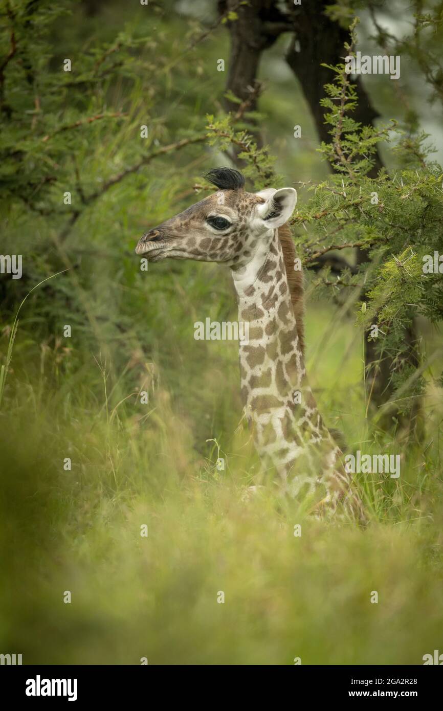 Bebé Masai jirafa (Giraffa tippelskirchi) acostado en hierba larga; Narok, Masai Mara, Kenia Foto de stock