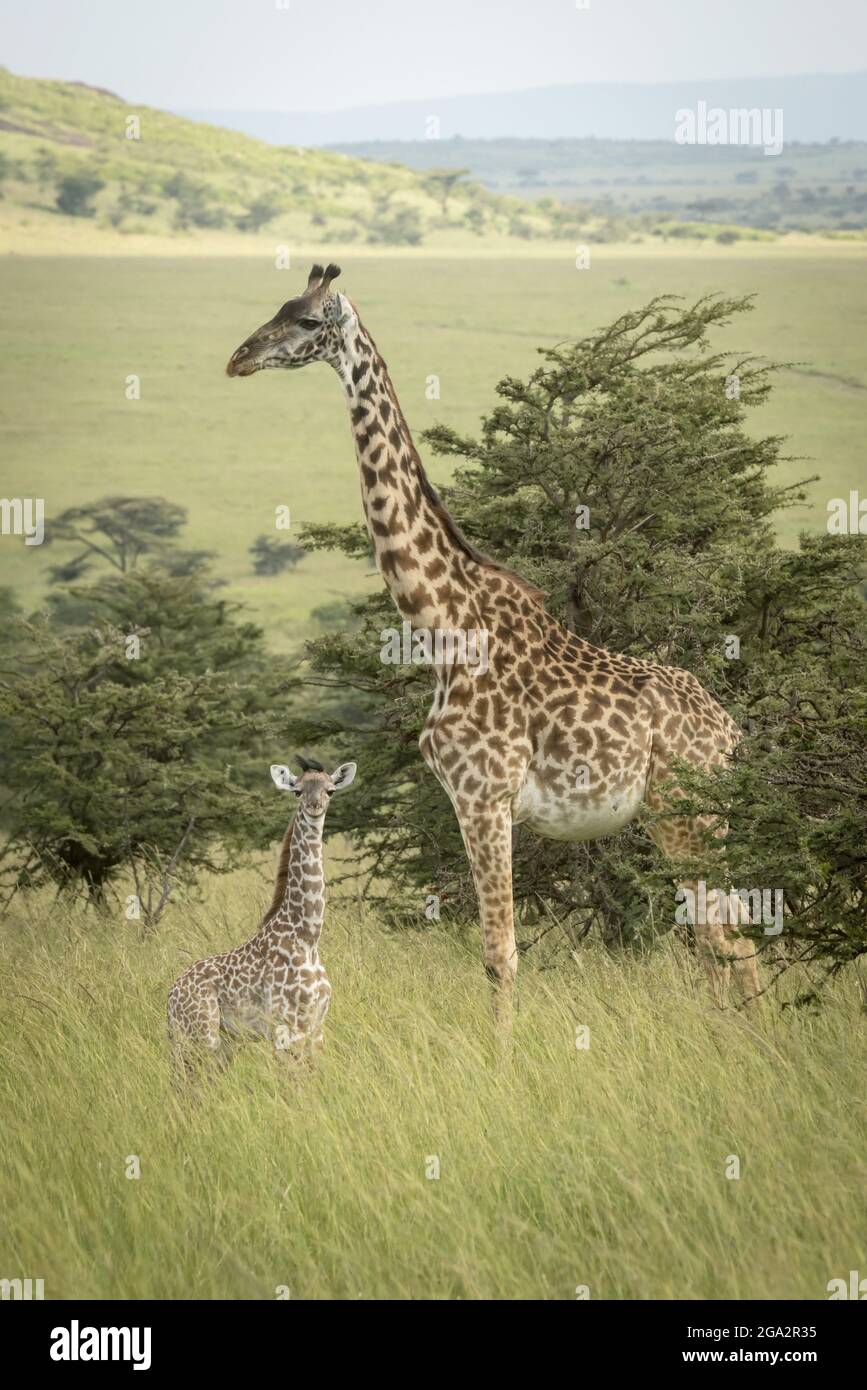 Masai jirafa (Giraffa tippelskirchi) y el bebé se ponen de pie en la pradera; Narok, Masai Mara, Kenia Foto de stock