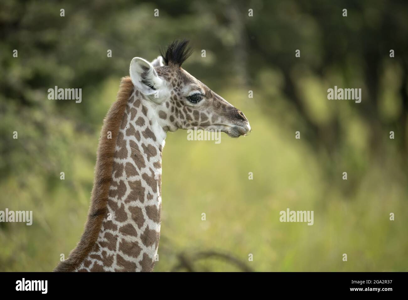 Primer plano de un bebé Masai jirafa (Giraffa tippelskirchi) en perfil; Narok, Masai Mara, Kenia Foto de stock