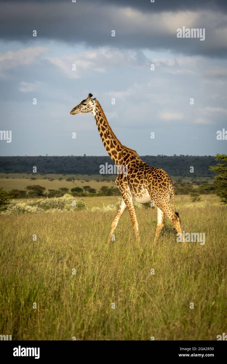 Masai jirafa (Giraffa tippelskirchi) camina a través de la sabana bajo el sol; Narok, Masai Mara, Kenia Foto de stock
