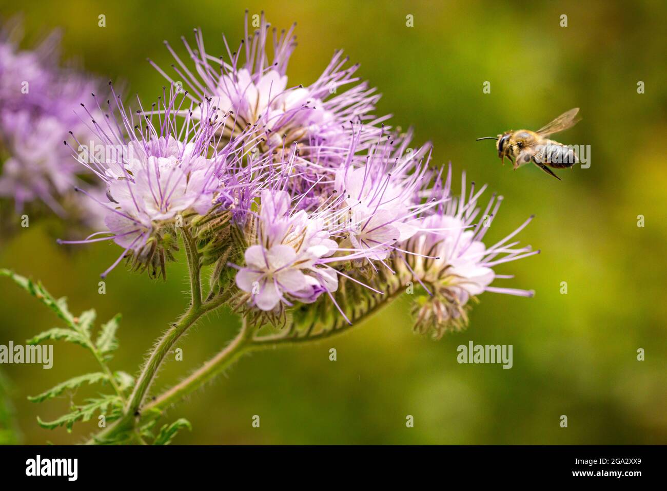 Macro de una abeja melífera (apis mellifera) volando a una flor de la manía púrpura (phacelia tanacetafolia); protección ambiental libre de pesticidas salva a las abejas Foto de stock