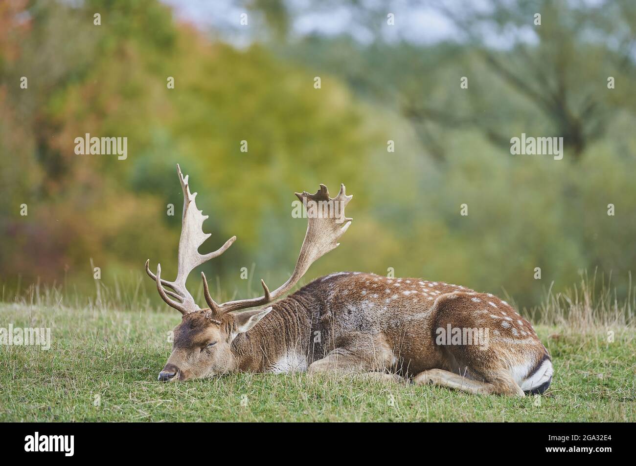 Ciervo de barbecho (Dama dama) ciervo descansando en un prado, cautivo; Baviera, Alemania Foto de stock