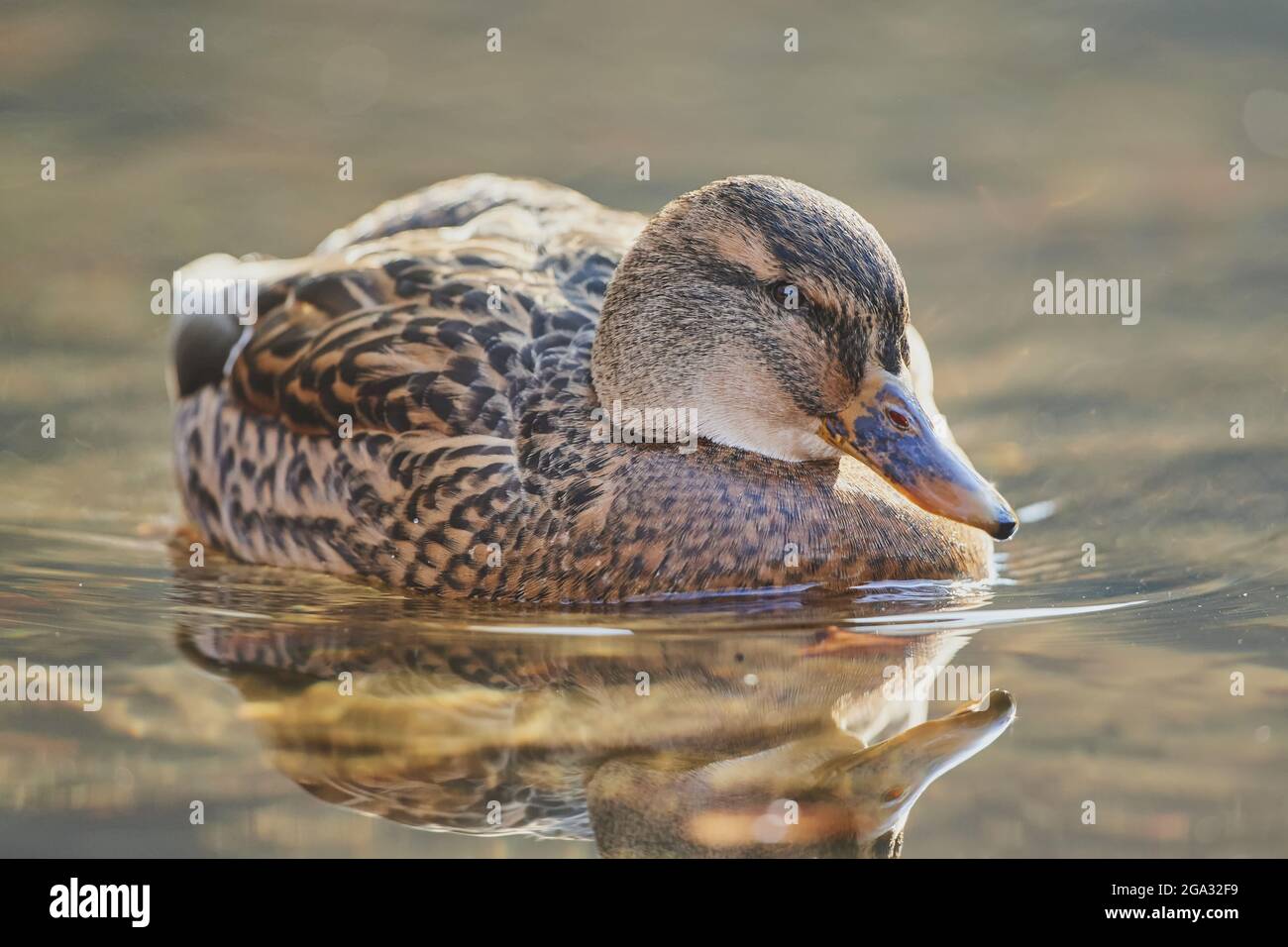 Mallard (Anas platyrhynchos) en un lago con una imagen de espejo en el agua; Baviera, Alemania Foto de stock