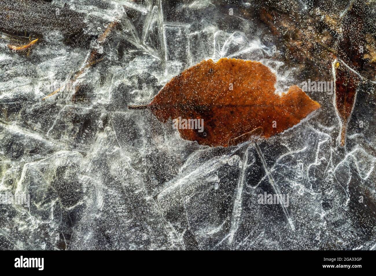 Primer plano de una hoja congelada en una formación de hielo; Calgary, Alberta, Canadá Foto de stock