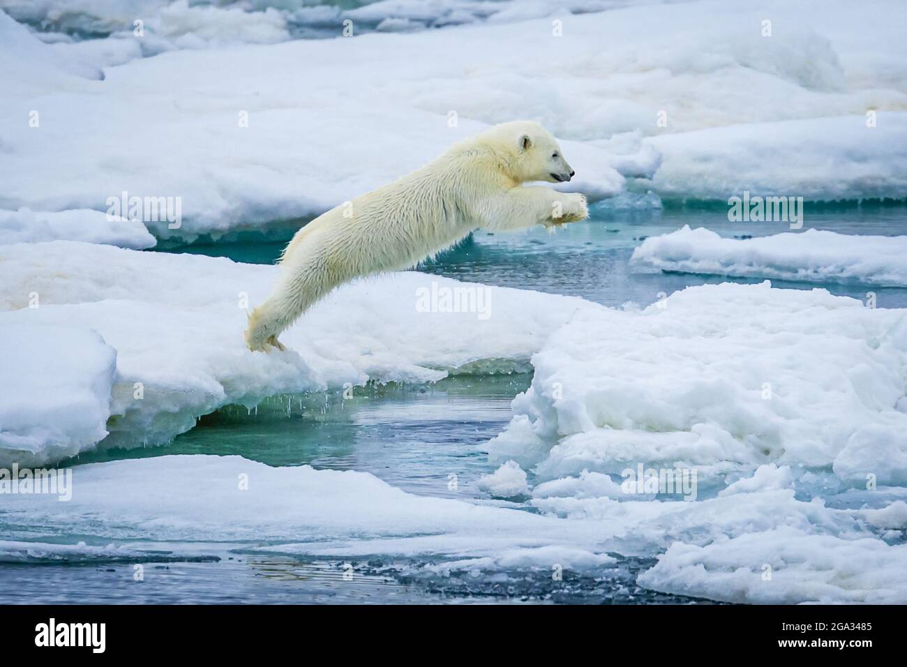 El cachorro de oso polar (Ursus maritimus) saltando entre los témpanos de hielo; Svalbard, Noruega Foto de stock