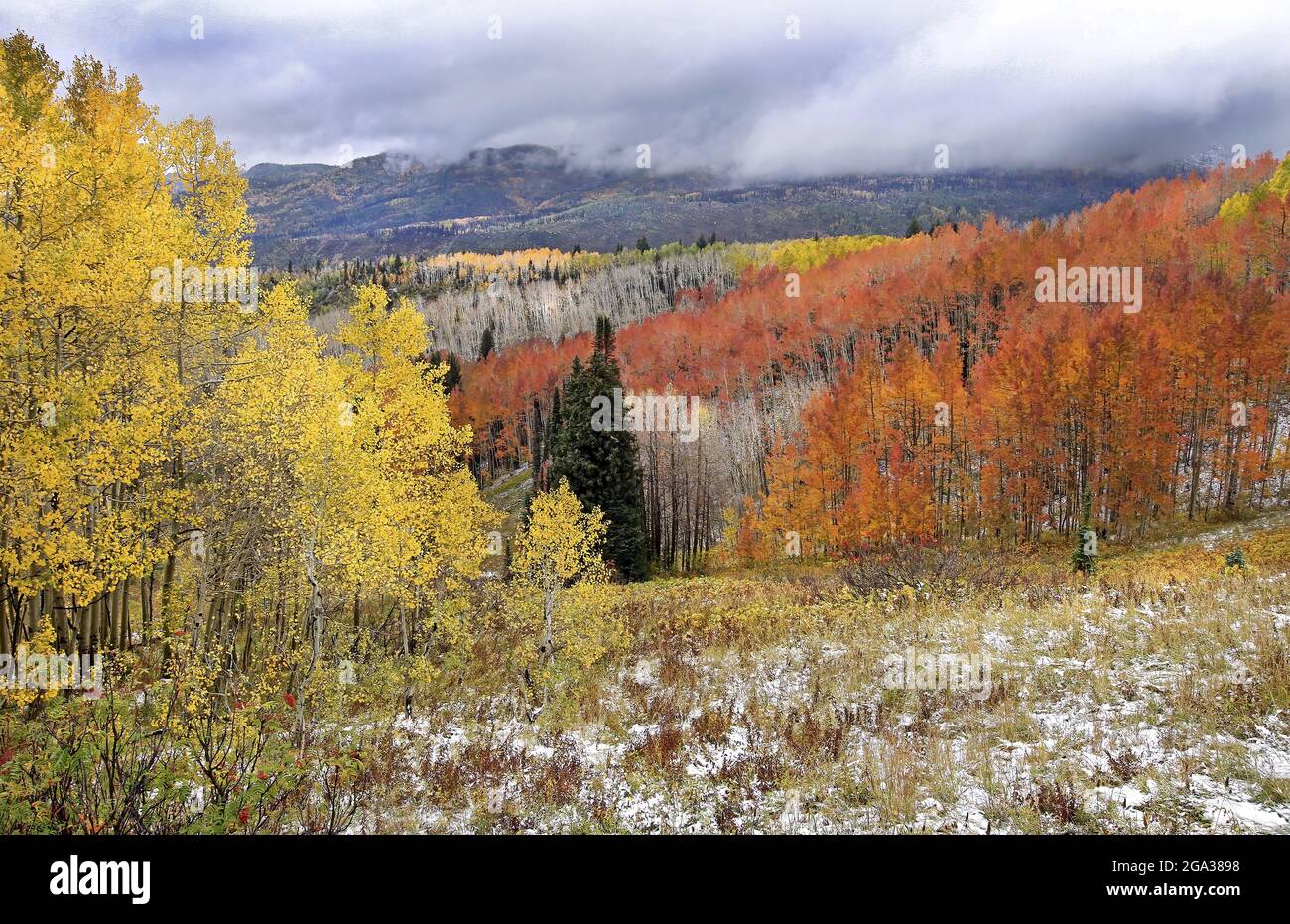 Hermosos colores otoñales en un paisaje montañoso, Medicine Bow–Routt National Forest, cerca de Steamboat Springs, Colorado, Estados Unidos Foto de stock
