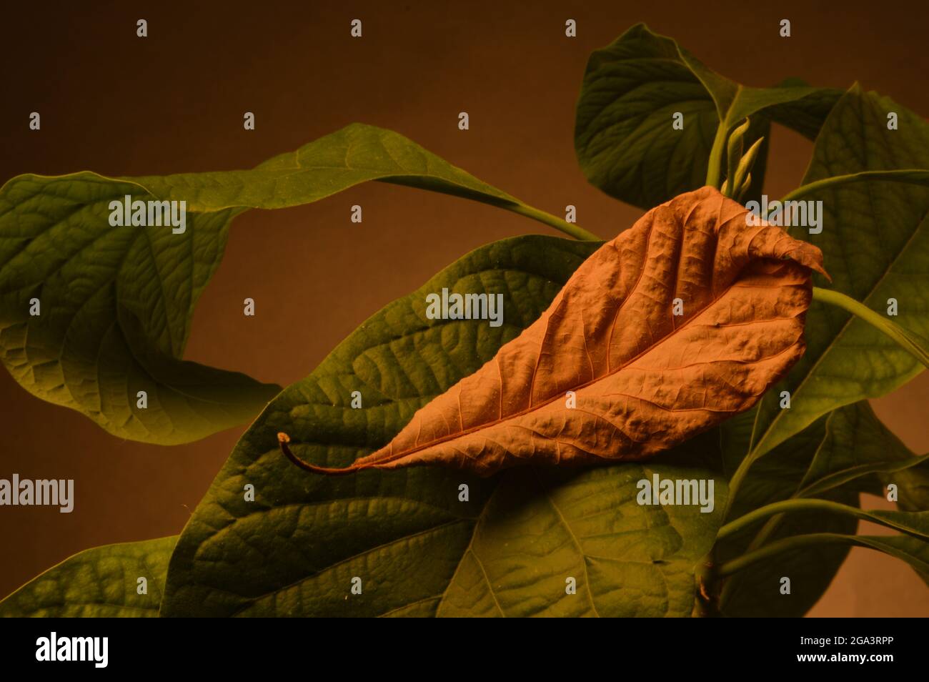 Hoja de aguacate 'ahuacatl, & o nahutl' seca que descansa sobre la