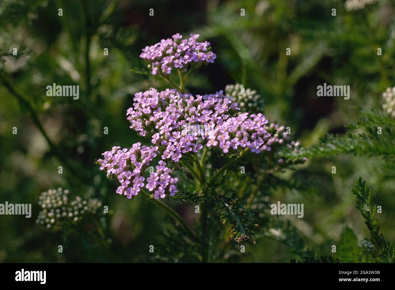 Achillea millefolium - Planta de flores de flecha común Foto de stock