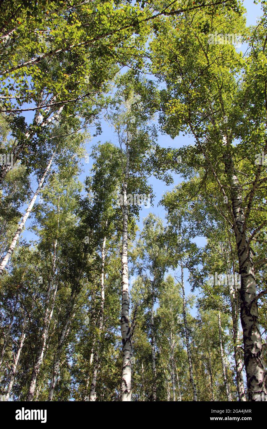 Un cielo despejado sin nubes es visible a través de las ramas de cierre de los árboles de abedul. Foto de stock