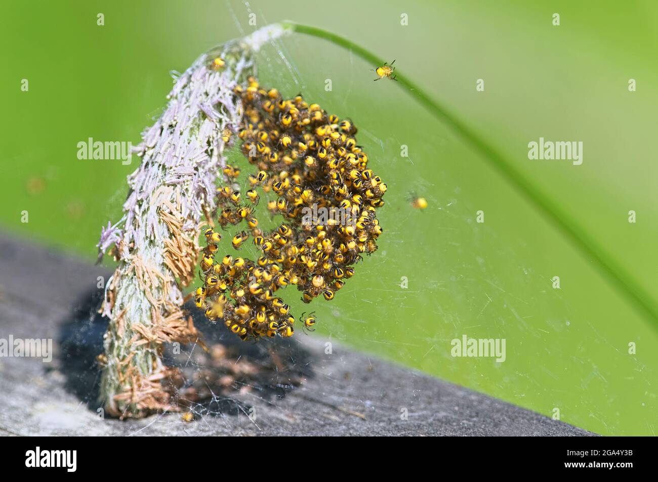 Orb Weaver spiderlings - arañas del bebé (arachnid) en tela de araña en tallo de la planta. Foto de stock