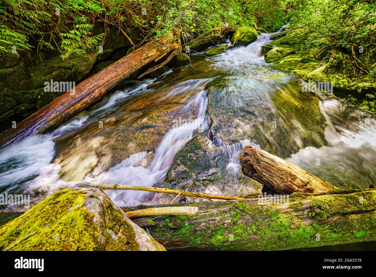 Riverbank a lo largo del Valle del Río Kingcome en el Territorio Musgmagw Dzawada'enuwx, Territorio de las Primeras Naciones, Columbia Británica, Canadá Foto de stock