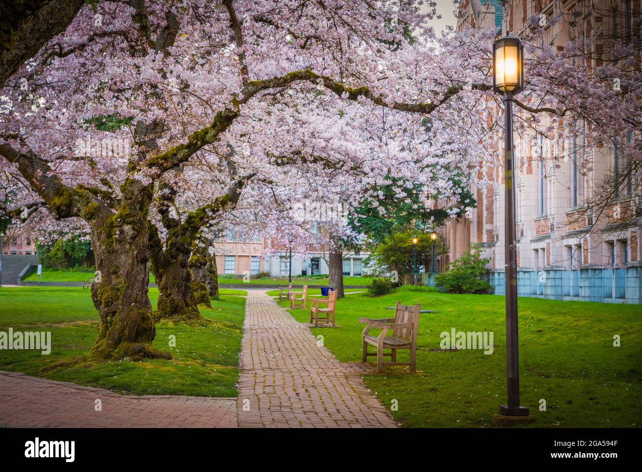 La Universidad de Washington (comúnmente conocida como Washington o UDub) es una universidad pública de investigación en Seattle, Washington, Estados Unidos Foto de stock