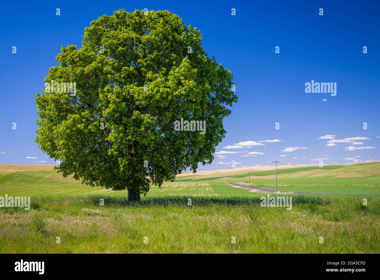 Árbol solitario en el área agrícola de Palouse en el este del estado de Washington Foto de stock
