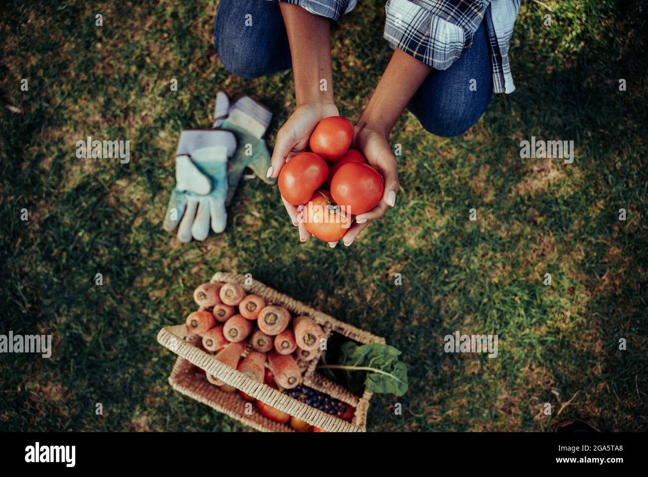 Hembra de raza mixta sosteniendo tomates de cerezo rojo en manos cupadas sobre verduras frescas en la cesta Foto de stock
