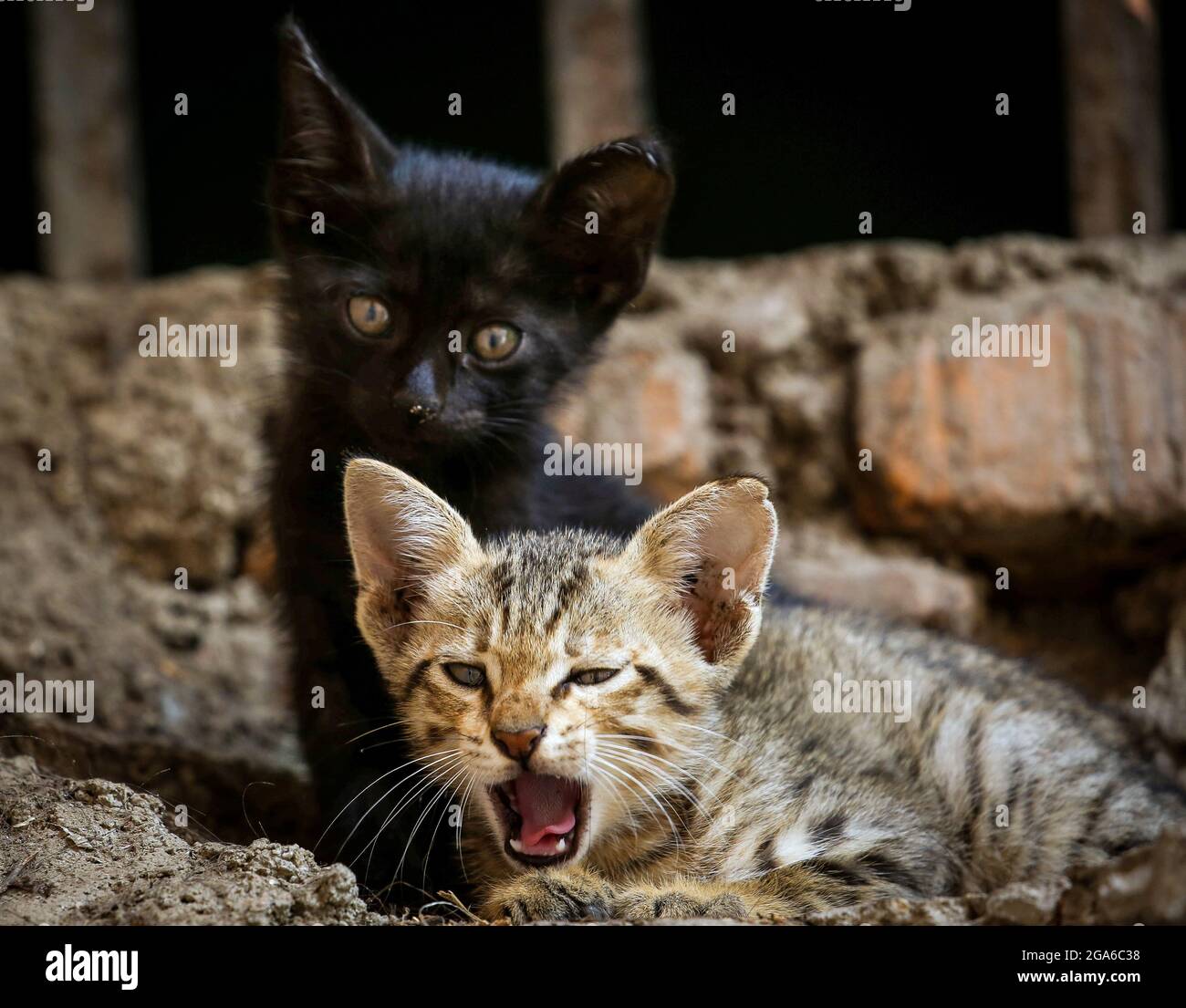 Katmandú, Bagmati, Nepal. 29th de julio de 2021. Los gatitos son vistos en  la azotea de una casa en Katmandú, Nepal el 29 de julio de 2021. El 29 de  julio se