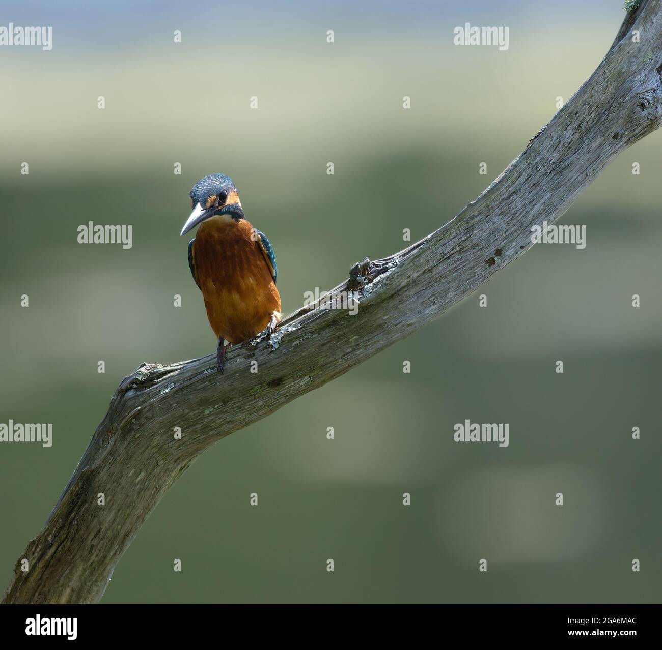 Kingfisher sentado en la rama de madera Foto de stock