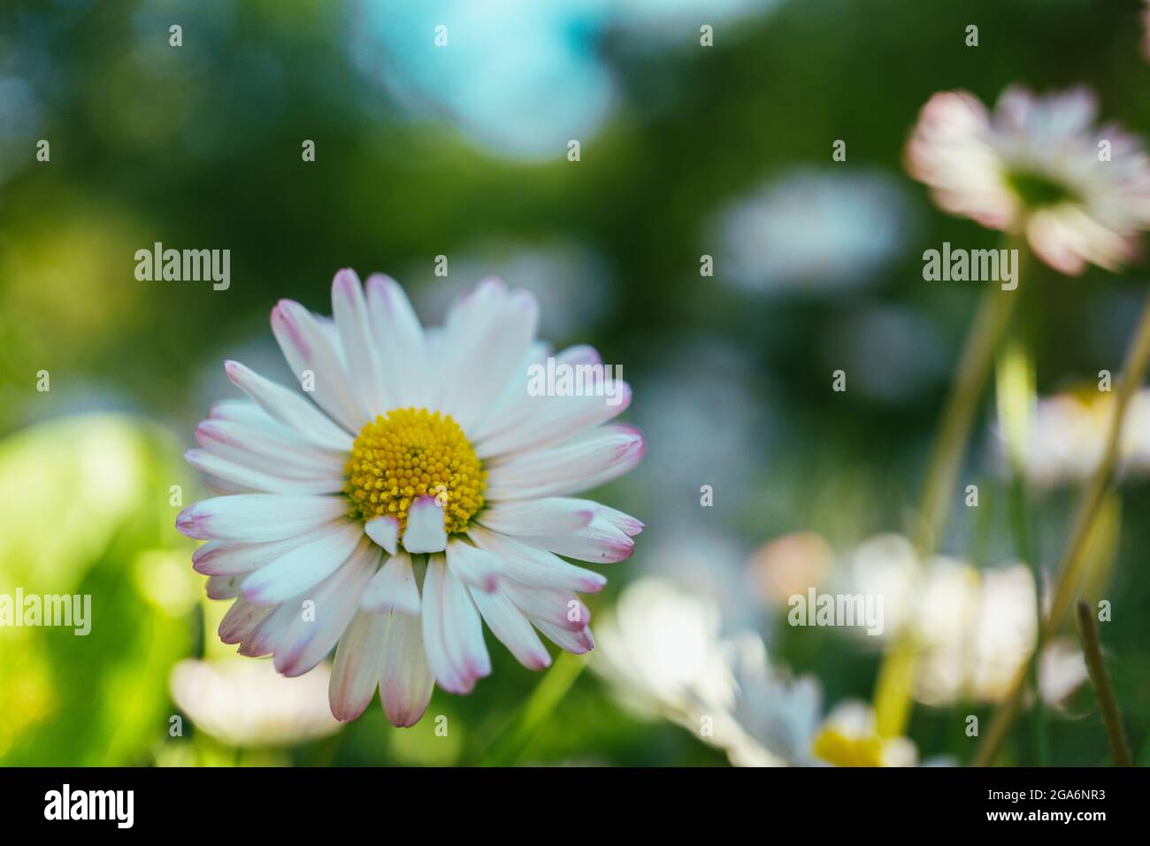 Margaritas inglesas fotografías e imágenes de alta resolución Alamy