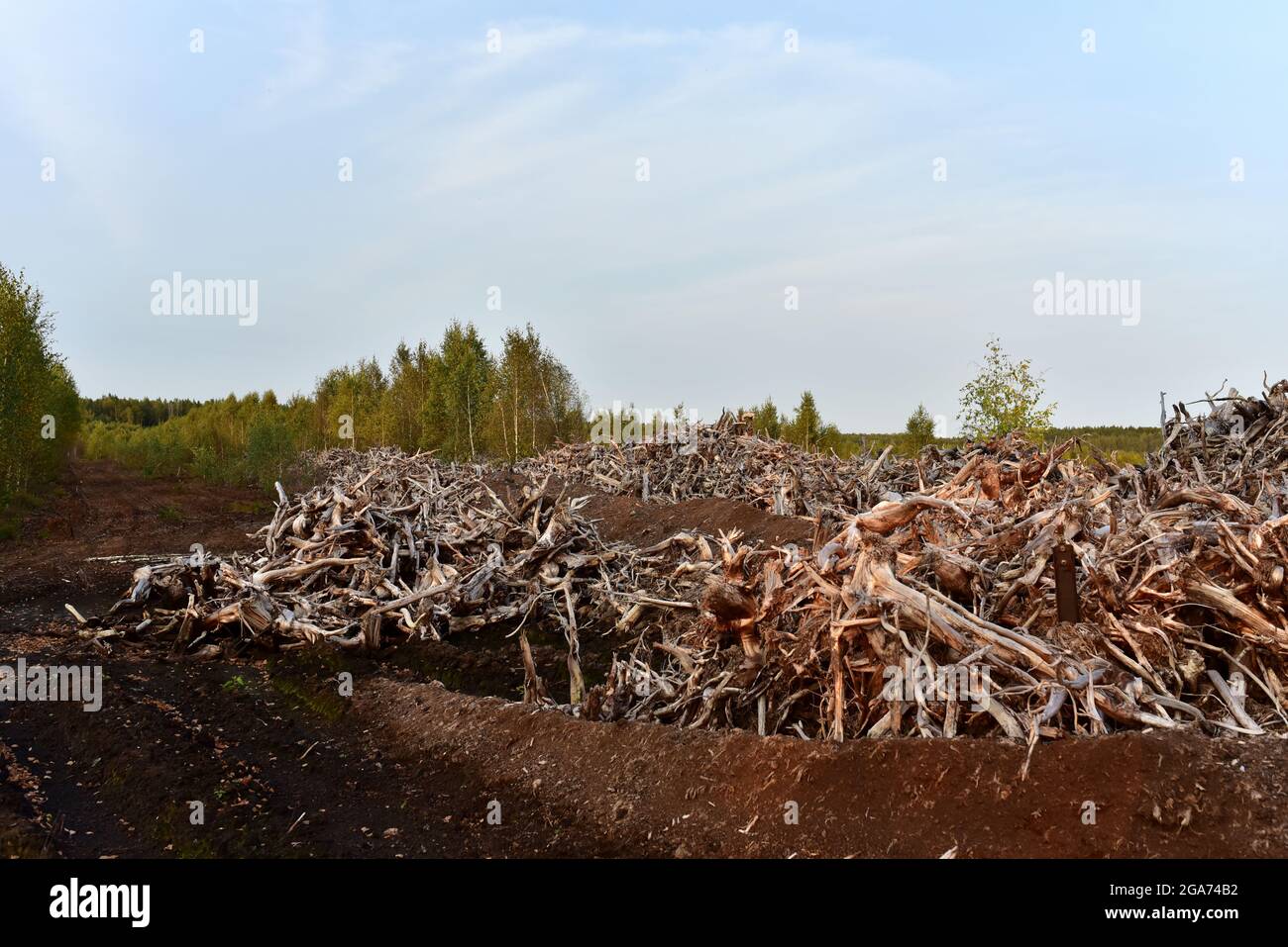Pila de raíces de madera. Raíz del árbol de las turberas. Raíces de árboles  después de drenar un pantano para la extracción de turba y aceite. Fondo de  madera gris de muertos