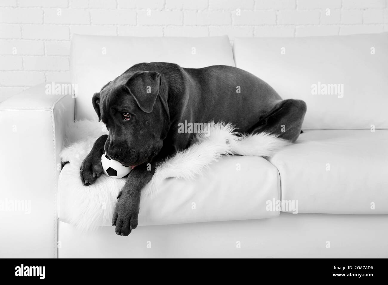 Cane corso italiano perro tumbado en el sofá con balón en casa Fotografía  de stock - Alamy