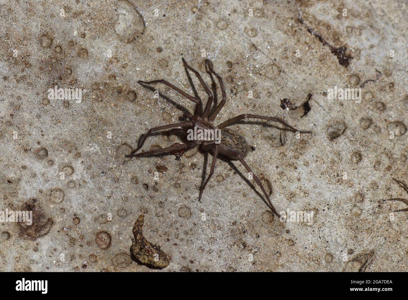 Araña de la casa gigante (Eratigena atrica), familia Agelenidae sobre una superficie de hormigón armado. Verano, julio, Países Bajos Foto de stock