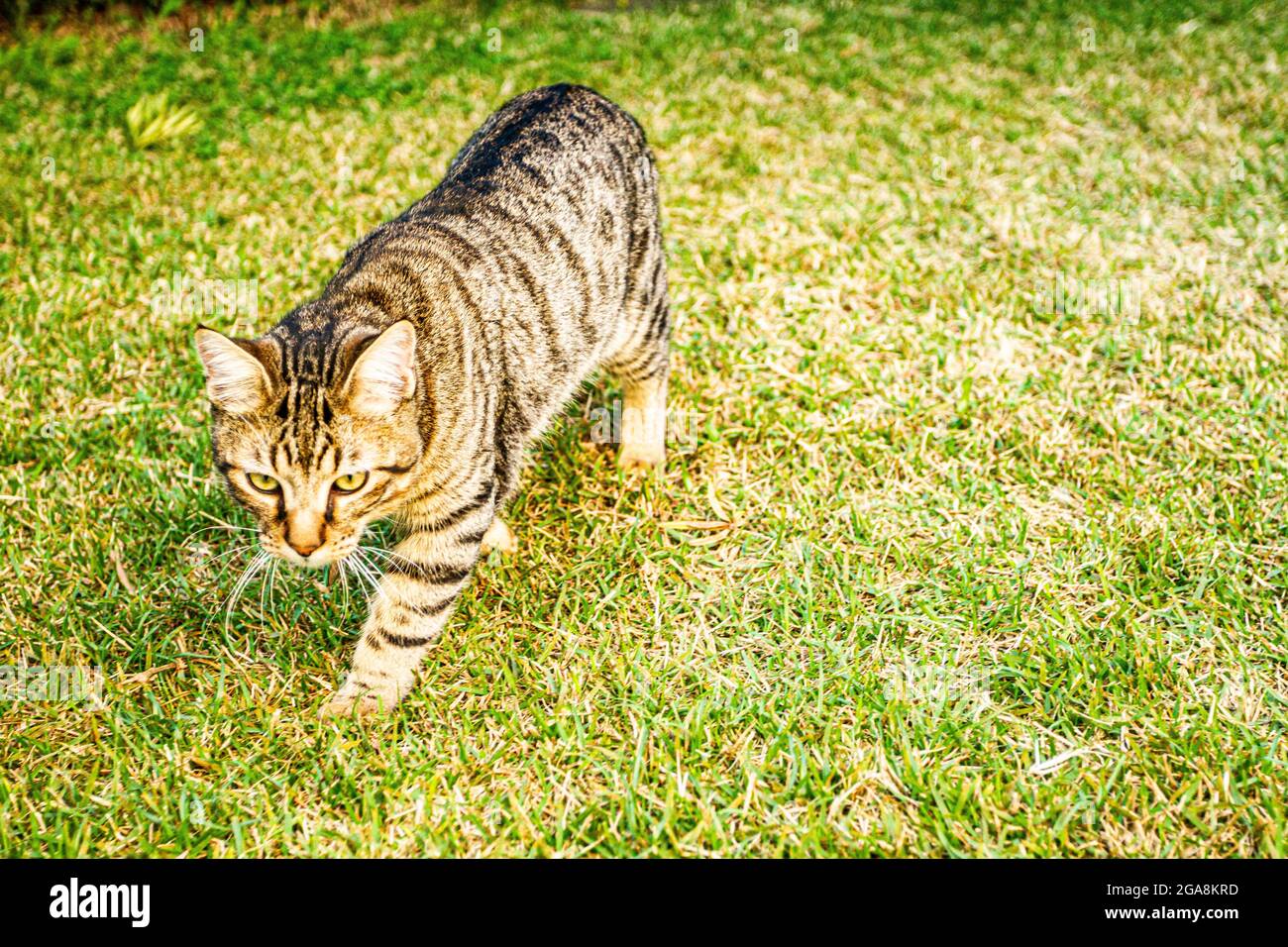 Gato doméstico (Felis catus) caminando sobre la hierba. Florianopolis, Santa Catarina, Brasil. Foto de stock