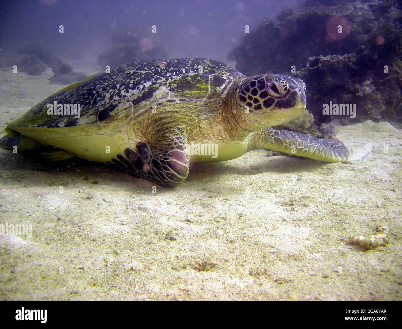 Tortuga marina Cheloniidae está buceando en el mar filipino 2.2.2018 Foto de stock