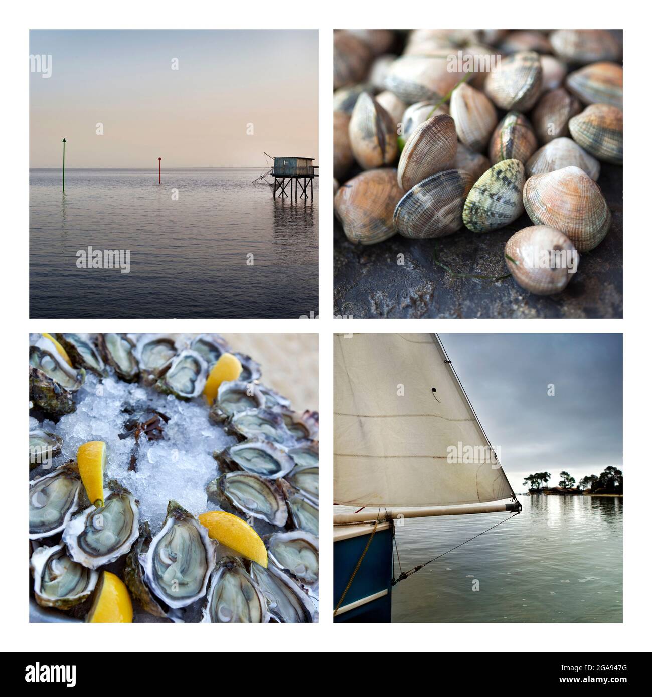 Collage de ostras y almejas en la playa Foto de stock