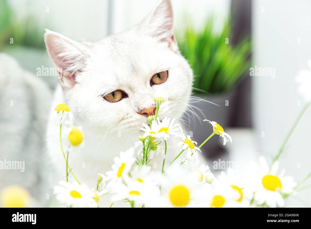 British shorthair plata gato con un ramo de manzanilla. Concepto de verano  y vacaciones Fotografía de stock - Alamy