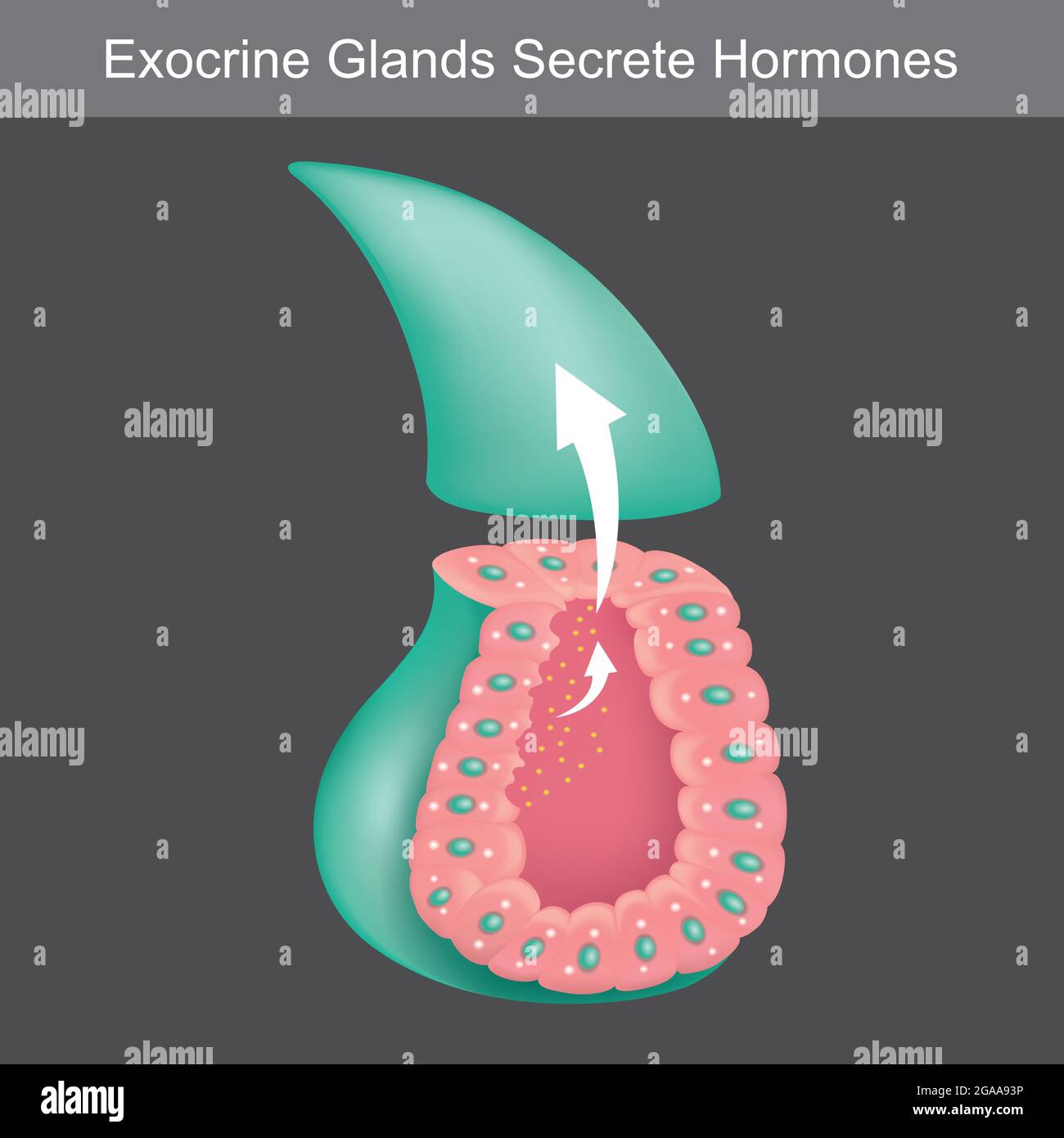 Las glándulas exocrinas secretan Hormonas. Ilustración que muestra la sección transversal para aprender glándulas exocrinas humanas. Ilustración del Vector