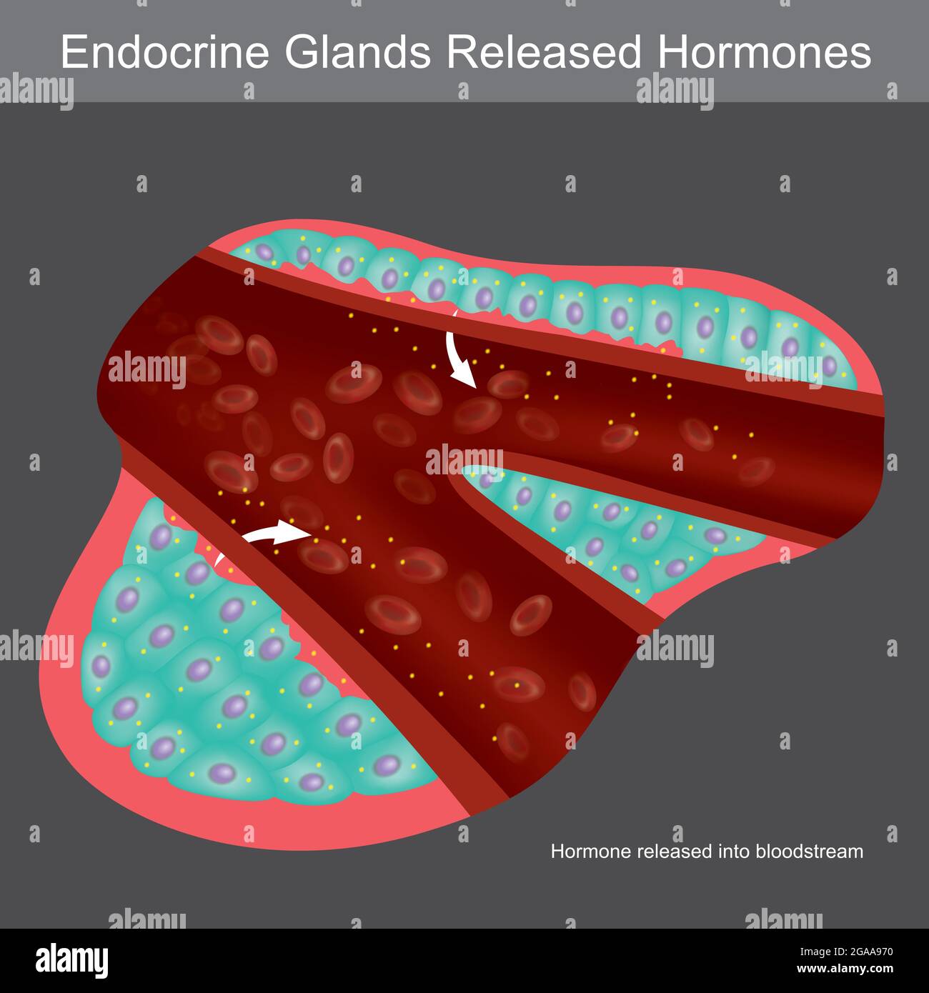 Las glándulas exocrinas secretan Hormonas. Ilustración que muestra la sección transversal para aprender glándulas exocrinas humanas. Ilustración del Vector