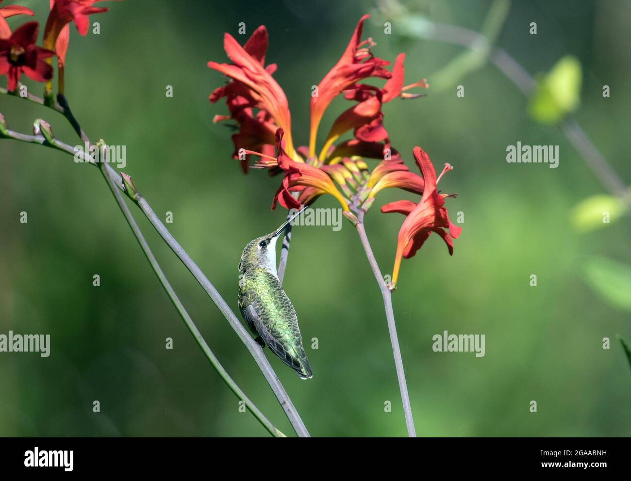 Primer plano del pequeño colibrí de garganta rubí encaramado y alimentado con néctar de una flor roja de Crocosmia en un jardín de Quebec, Canadá. Nombre científico de esto. Foto de stock