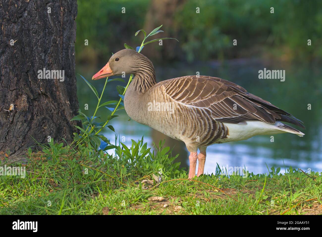 Large white male domestic goose fotografías e imágenes de alta resolución -  Alamy